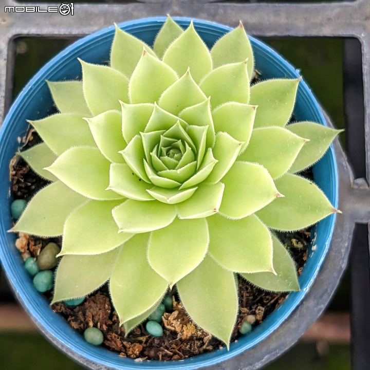 心花藝放 台南市歸仁七甲花卉園區 08/01