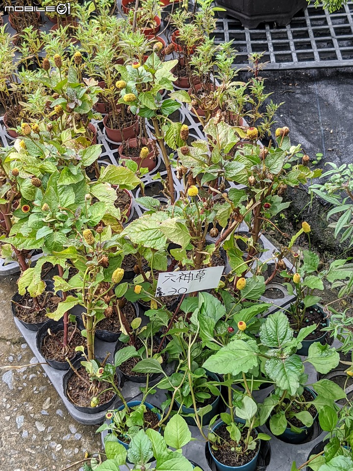 心花藝放 台南市歸仁七甲花卉園區 08/01