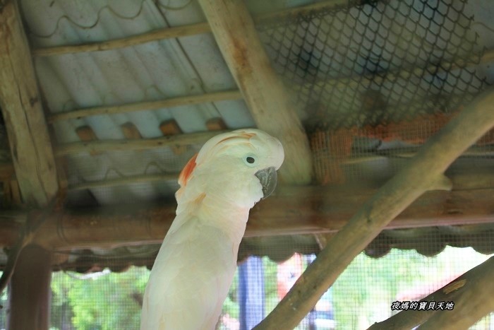 頑皮世界野生動物園。尋找隱身在草地裡的孔雀寶寶,還能近距離餵食水豚、迷你馬、羊駝......等小動物