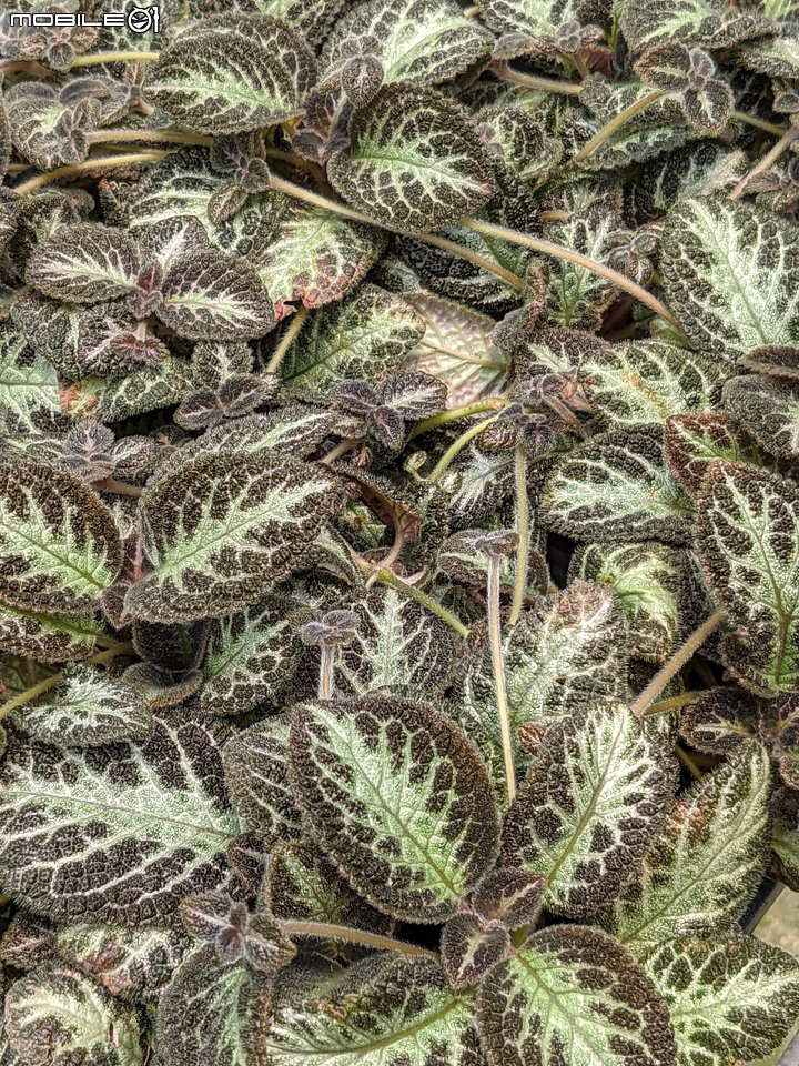 心花藝放 台南市歸仁七甲花卉園區 08/01