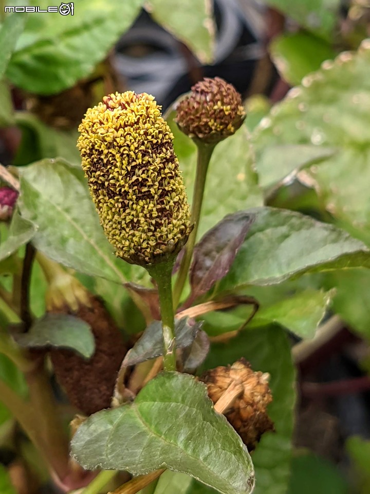 心花藝放 台南市歸仁七甲花卉園區 08/01