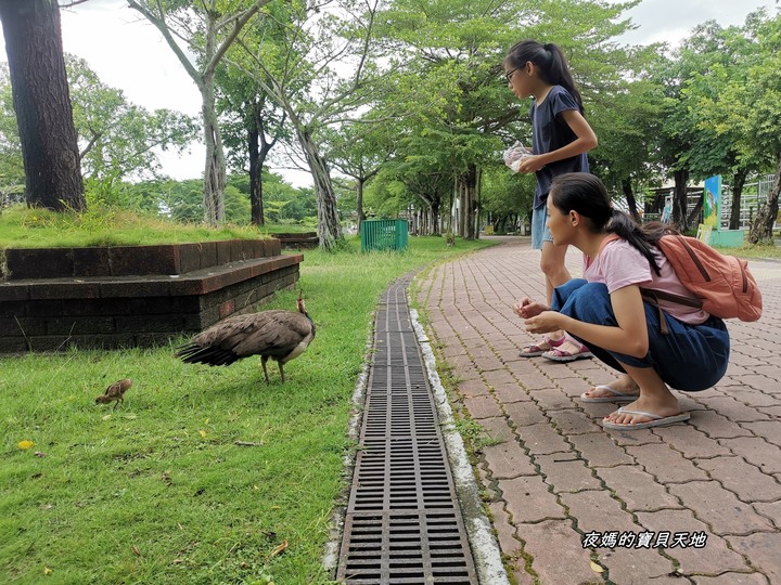 頑皮世界野生動物園。尋找隱身在草地裡的孔雀寶寶,還能近距離餵食水豚、迷你馬、羊駝......等小動物