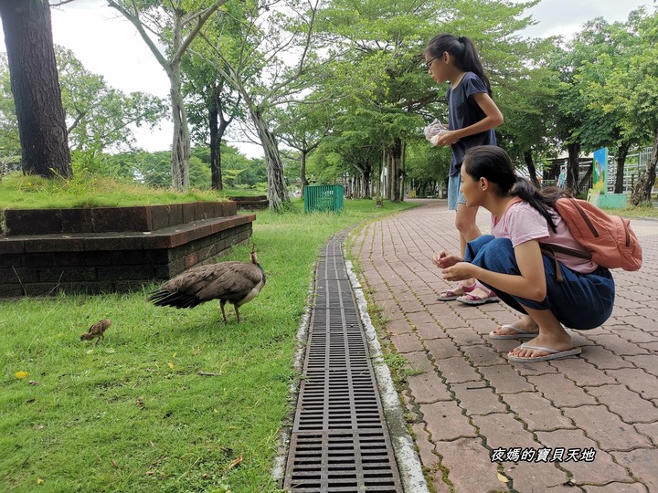 頑皮世界野生動物園。尋找隱身在草地裡的孔雀寶寶，還能近距離餵食水豚、迷你馬、羊駝......等小動物