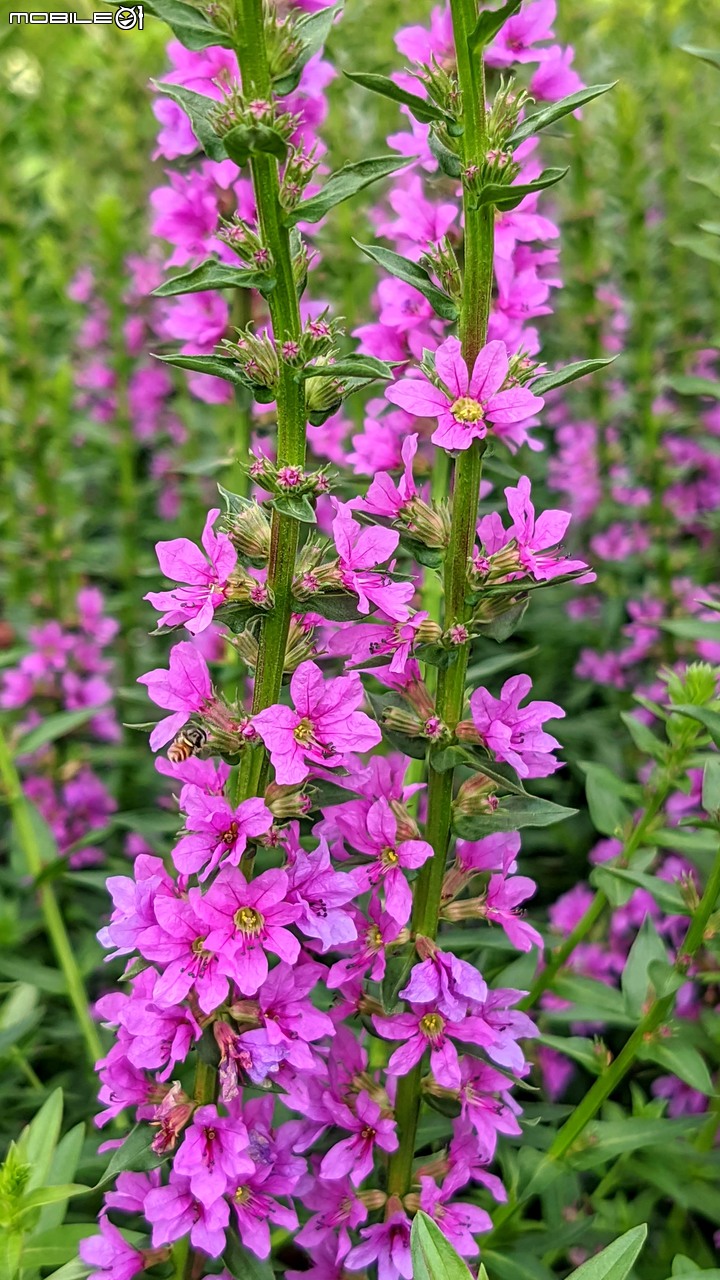 心花藝放 台南市歸仁七甲花卉園區 08/01