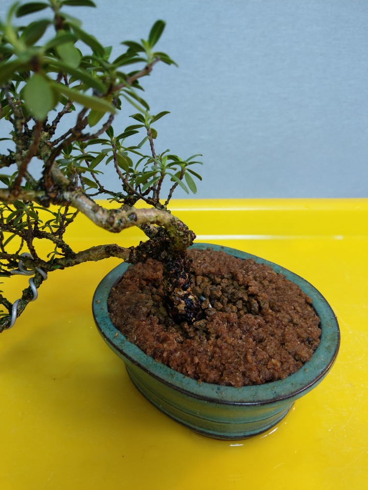 換盆流程(換盆前與換盆後差別)分享
