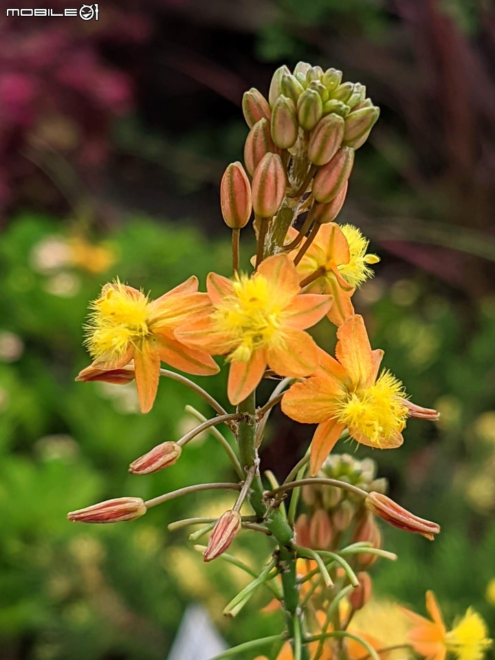 心花藝放 台南市歸仁七甲花卉園區 08/01