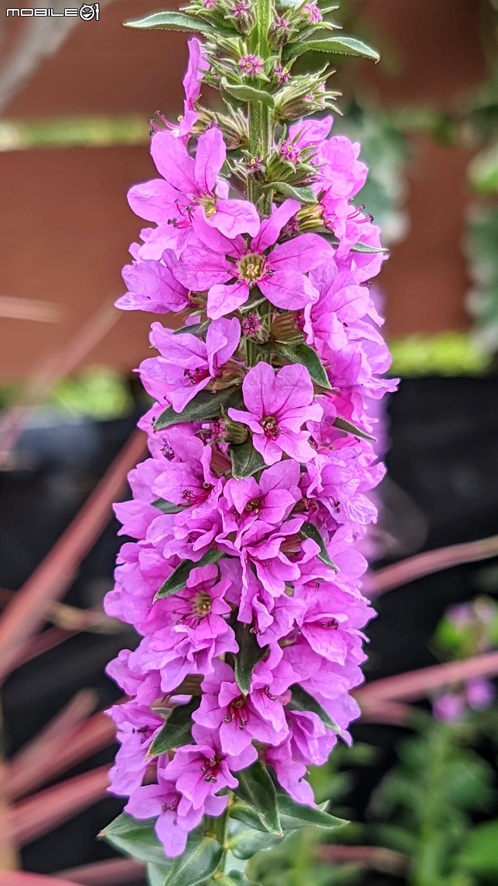 心花藝放 台南市歸仁七甲花卉園區 08/01