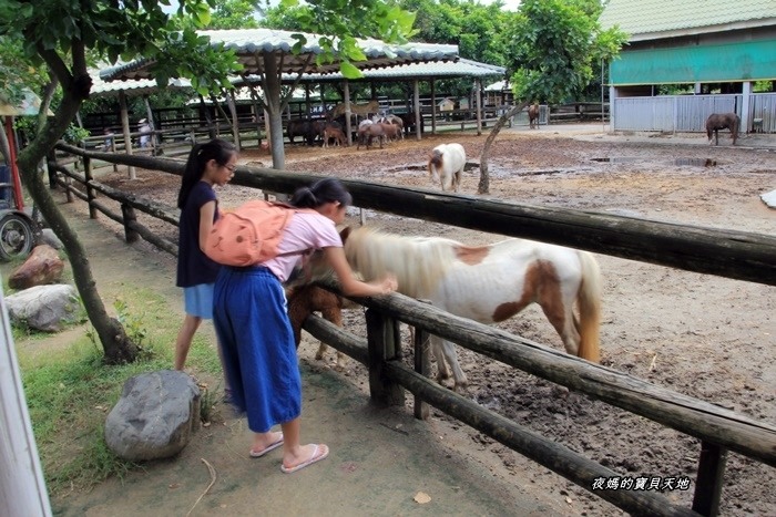頑皮世界野生動物園。尋找隱身在草地裡的孔雀寶寶,還能近距離餵食水豚、迷你馬、羊駝......等小動物