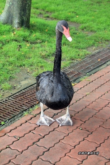 頑皮世界野生動物園。尋找隱身在草地裡的孔雀寶寶,還能近距離餵食水豚、迷你馬、羊駝......等小動物