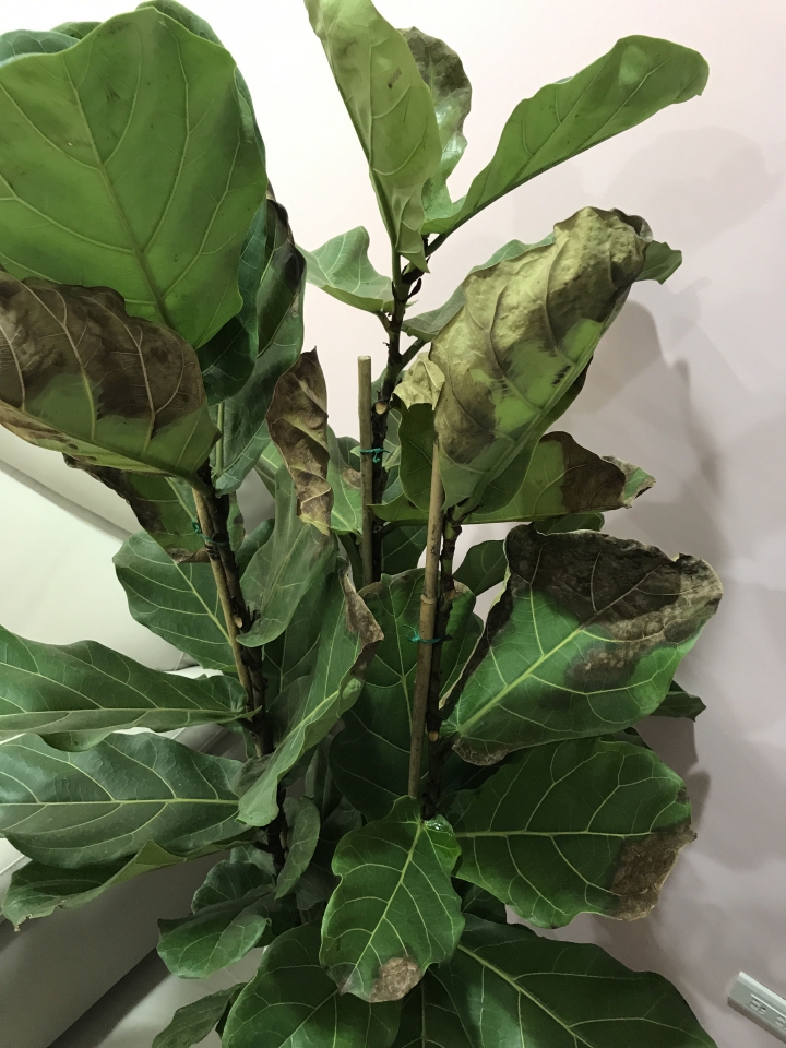 求救—琴葉榕枯萎