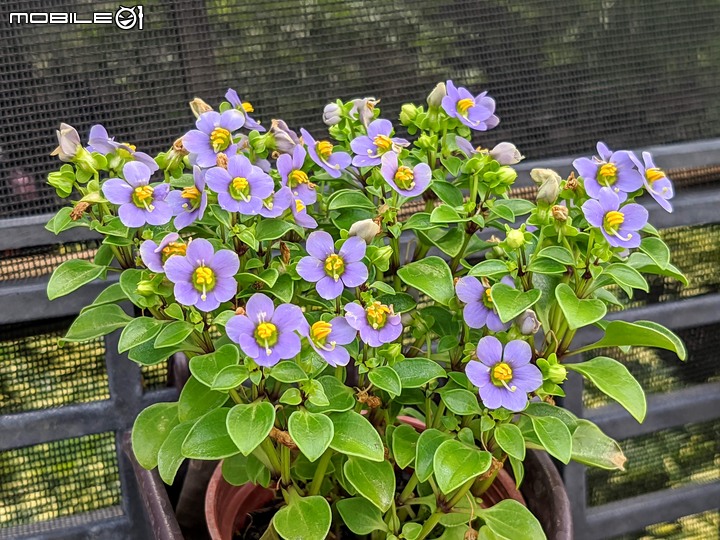 心花藝放 台南市歸仁七甲花卉園區 08/01