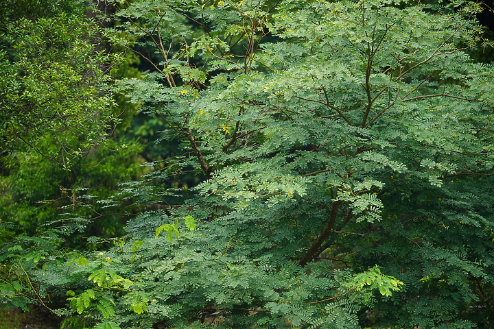 Sigma 100-400mm F5-6.3 DG DN OS 評測報告| FE-Mount 也有平價超望遠變焦鏡!