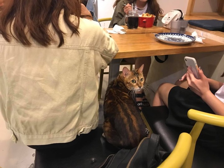【台中|食記】5間貓咪餐廳大集合,貓奴們要失控啦