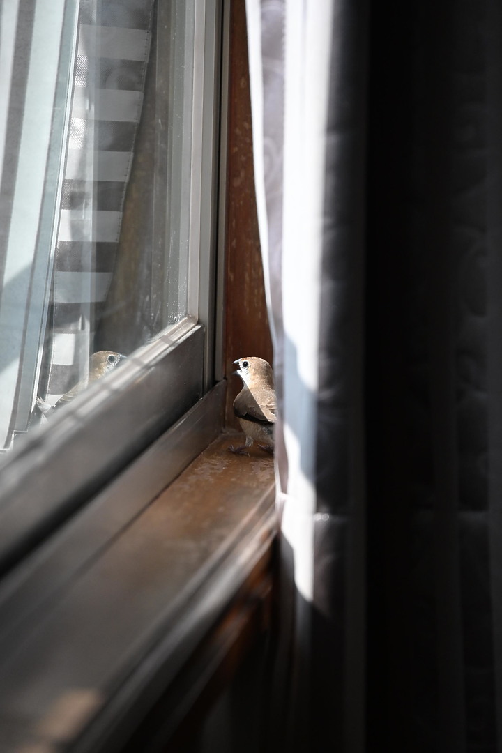 Nikon Z 24-200mm f/4-6.3加在Z6的開箱：車城龜山大橋及獅子鄉內獅國小前海邊銀河照。