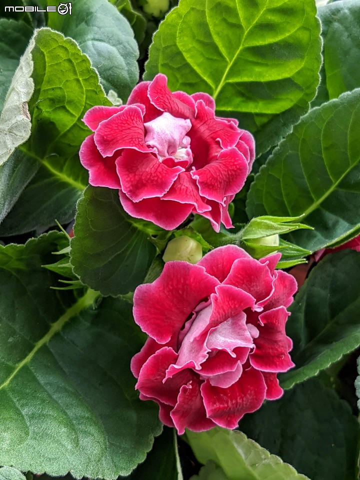 心花藝放 台南市歸仁七甲花卉園區 08/01