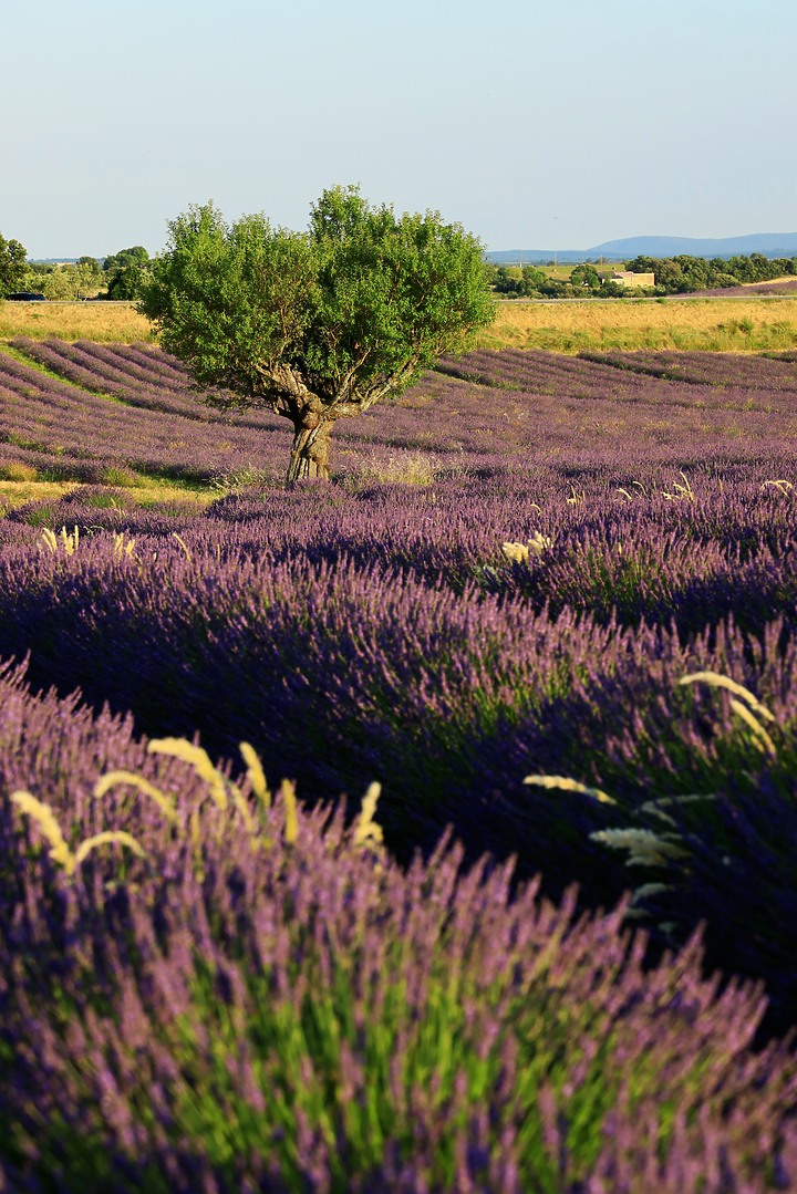 EOS R_南法薰衣草與蔚藍海視界@普羅旺斯 / 尼斯 / 坎城 / 摩納哥