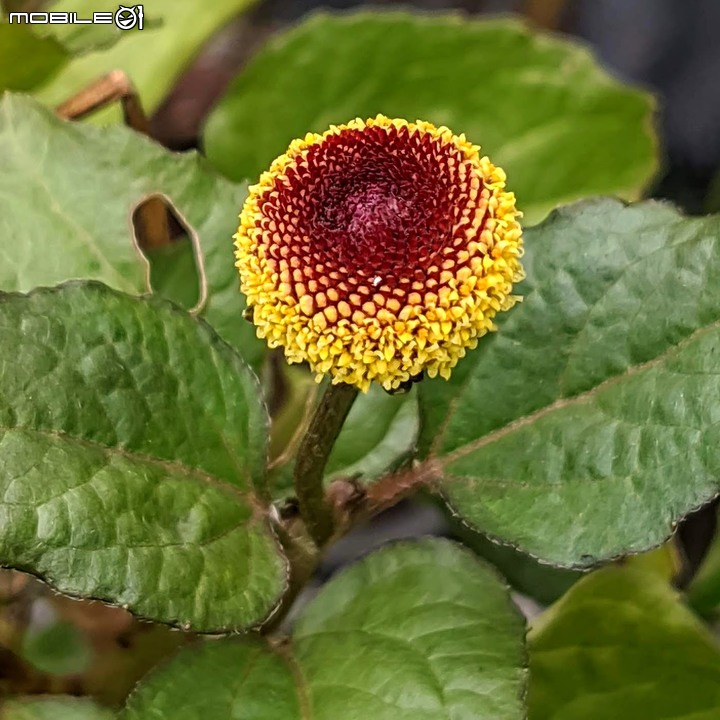 心花藝放 台南市歸仁七甲花卉園區 08/01