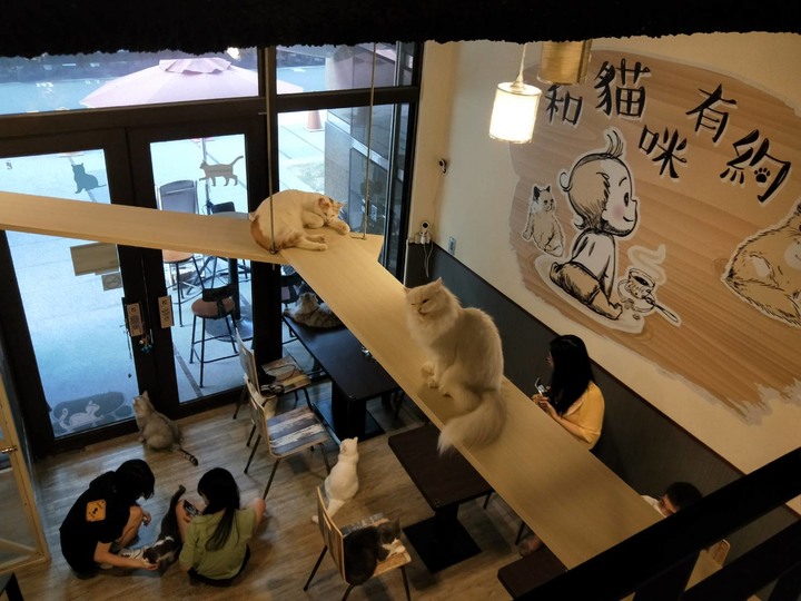 想要每天和貓咪有約