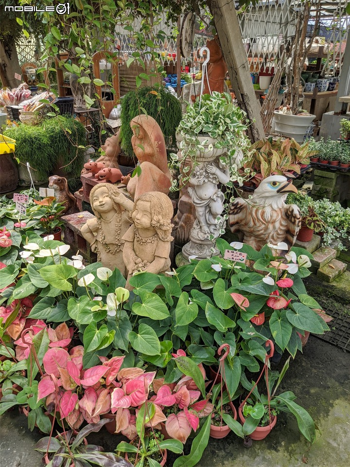 心花藝放 台南市歸仁七甲花卉園區 08/01