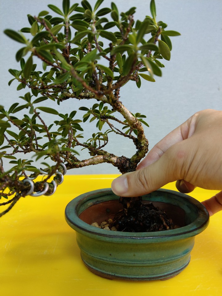 換盆流程(換盆前與換盆後差別)分享