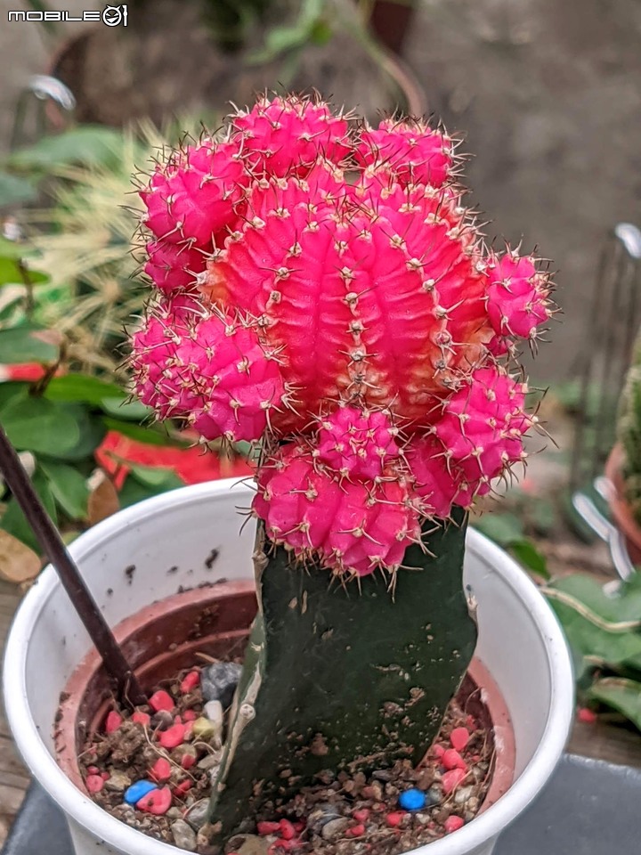心花藝放 台南市歸仁七甲花卉園區 08/01