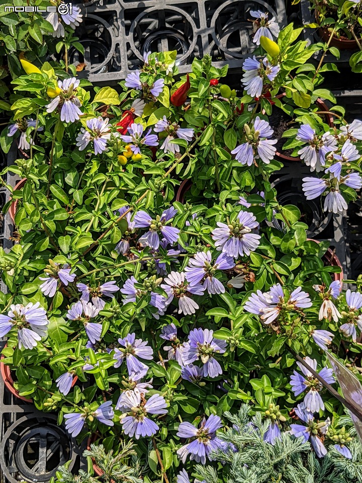 心花藝放 台南市歸仁七甲花卉園區 08/01