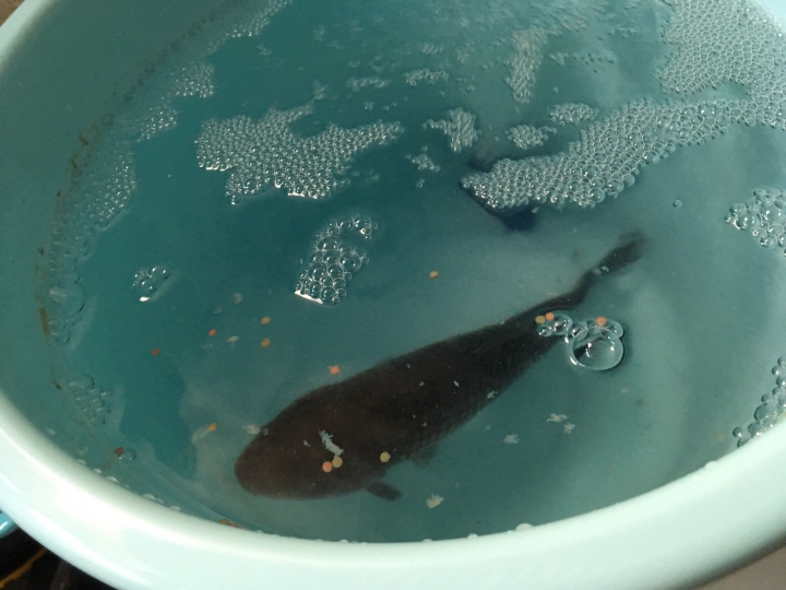 淡水魚