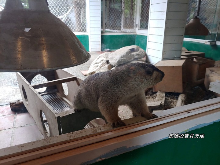 頑皮世界野生動物園。尋找隱身在草地裡的孔雀寶寶，還能近距離餵食水豚、迷你馬、羊駝......等小動物