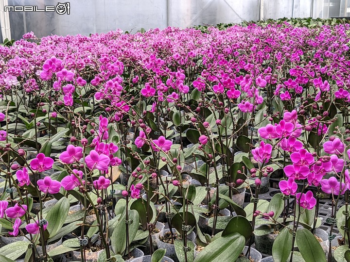 心花藝放 台南市歸仁七甲花卉園區 08/01