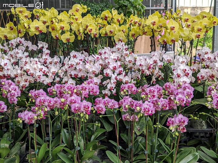 心花藝放 台南市歸仁七甲花卉園區 08/01