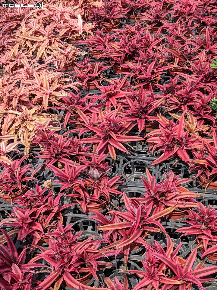 心花藝放 台南市歸仁七甲花卉園區 08/01