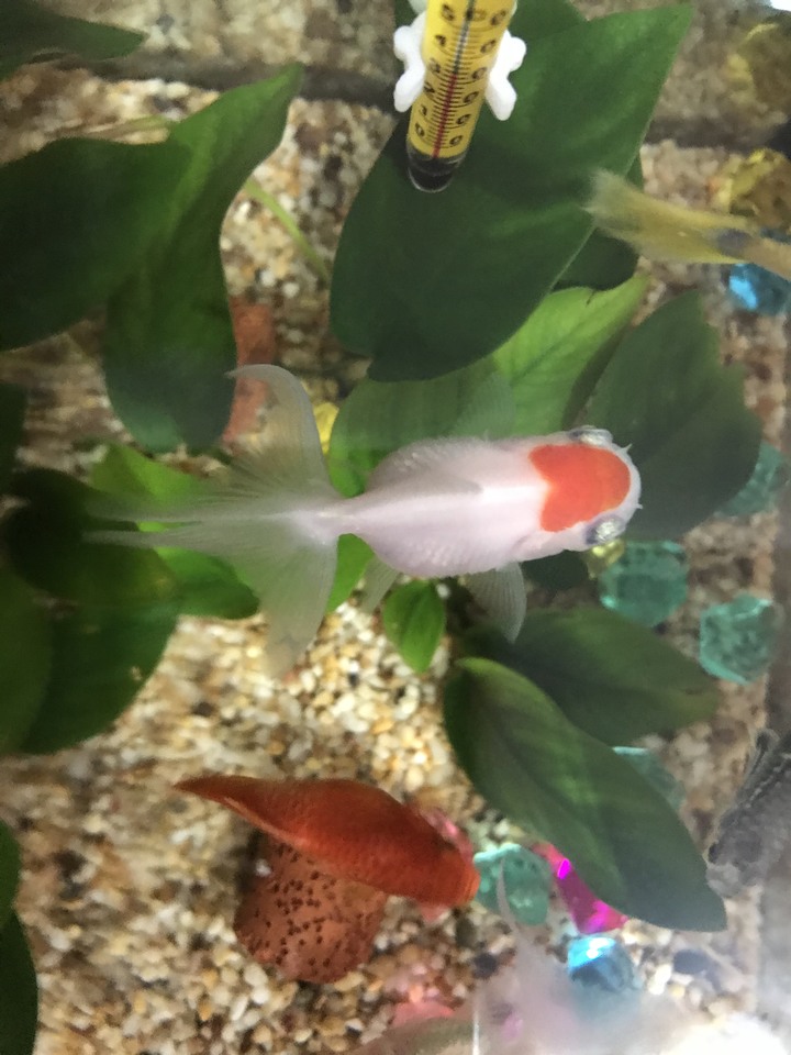 我家的金魚是否生病了？