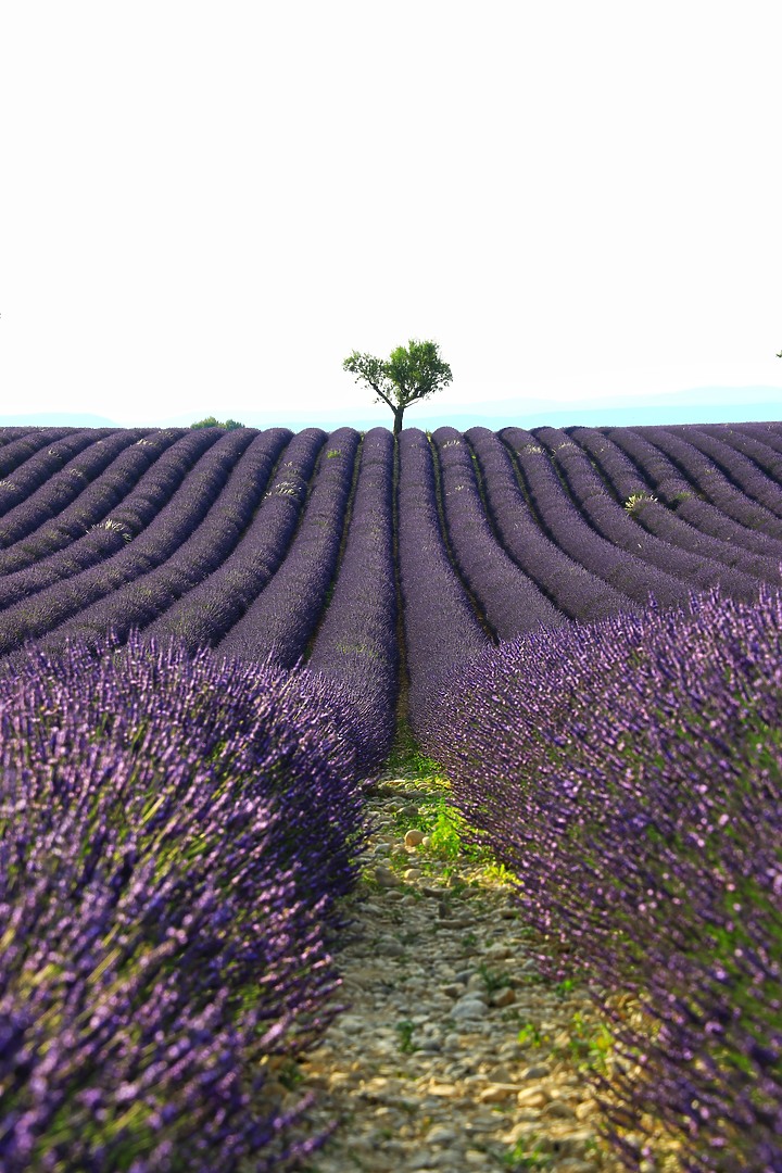 EOS R_南法薰衣草與蔚藍海視界@普羅旺斯 / 尼斯 / 坎城 / 摩納哥