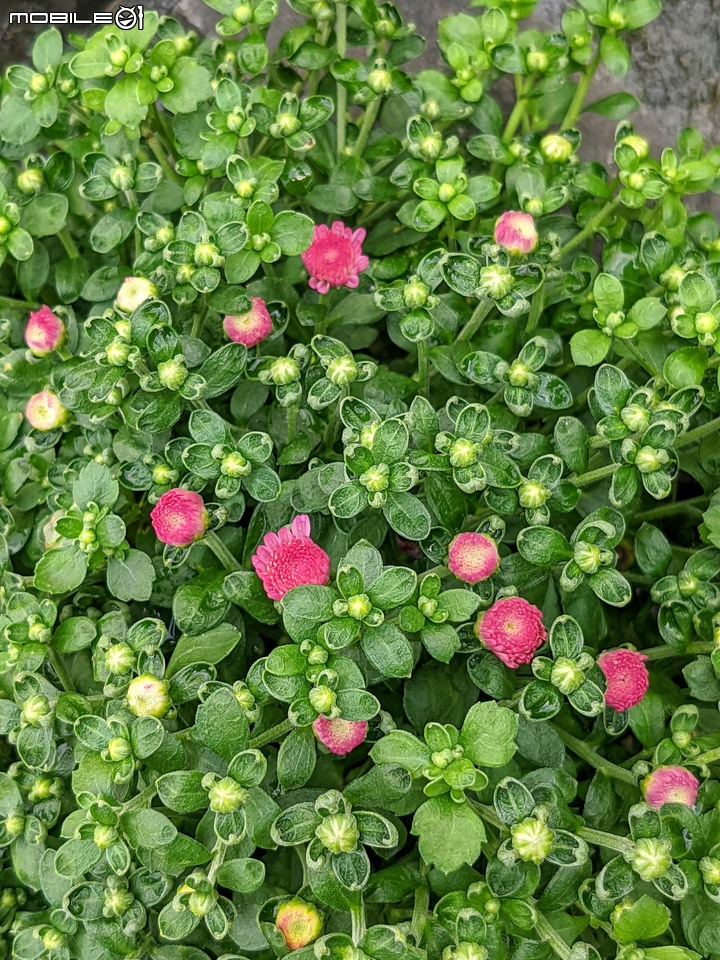 心花藝放 台南市歸仁七甲花卉園區 08/01