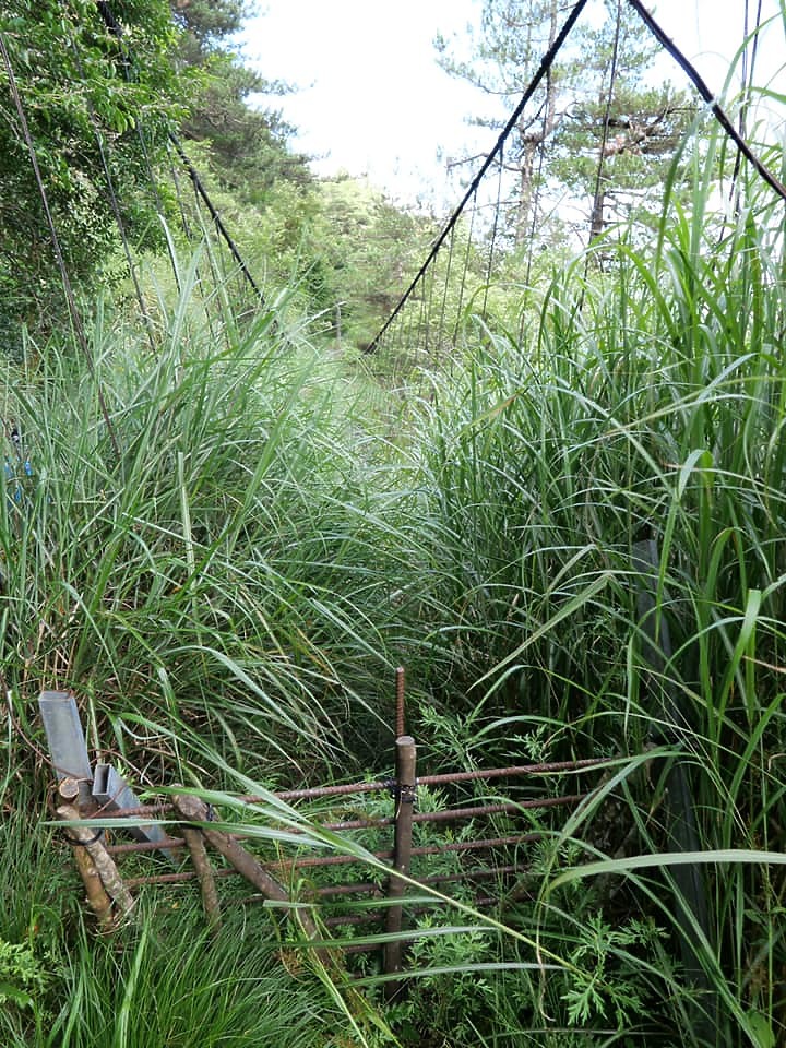 二日能高越嶺(屯原進天長出)