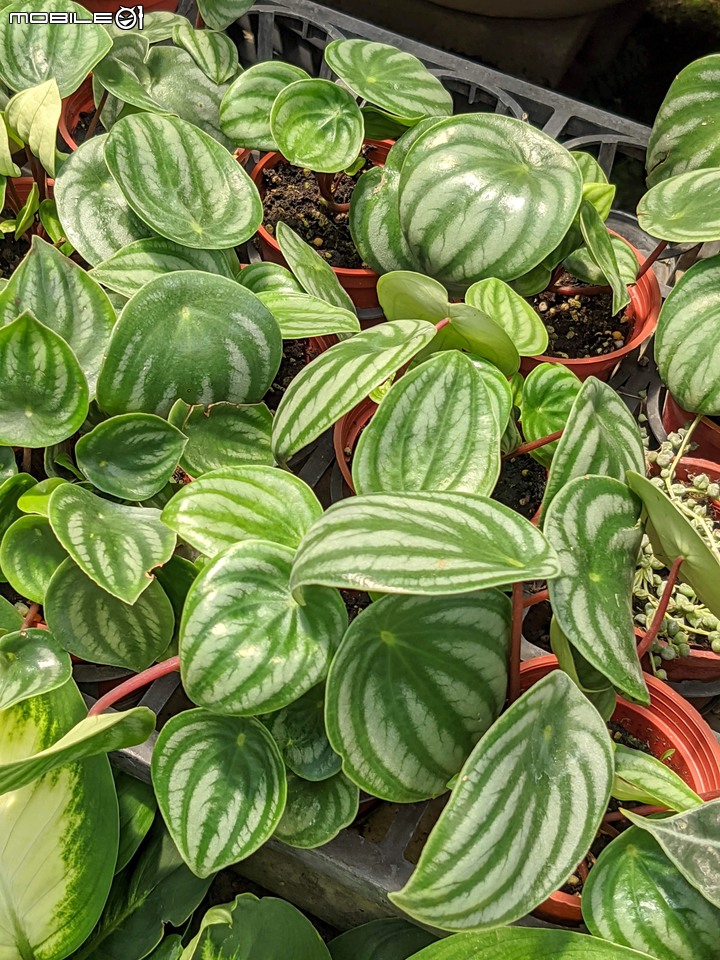 心花藝放 台南市歸仁七甲花卉園區 08/01