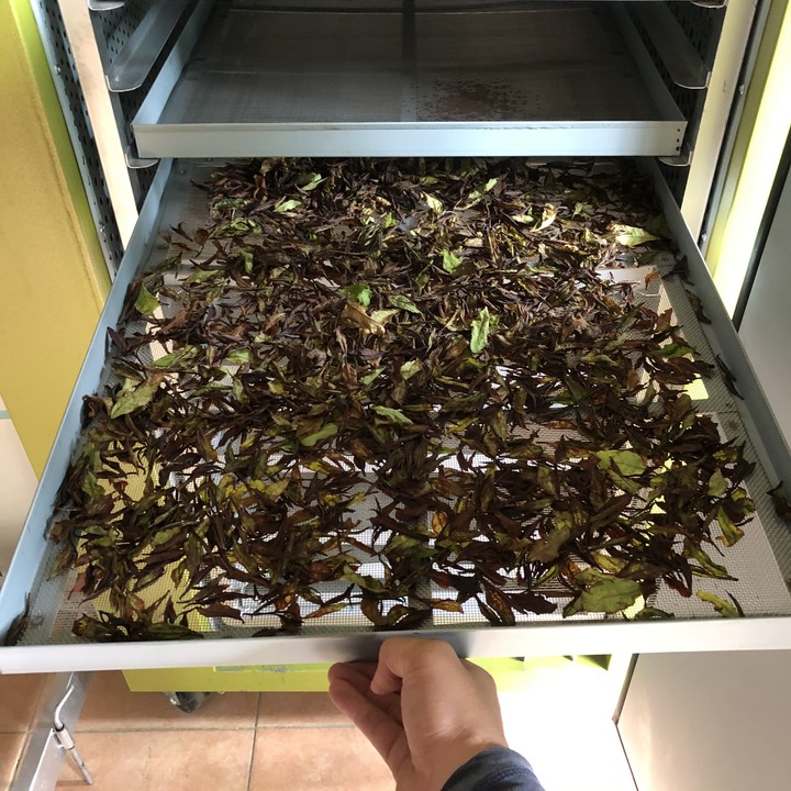 點我看大圖 新生兒的茶- 🎁白茶篇🎁