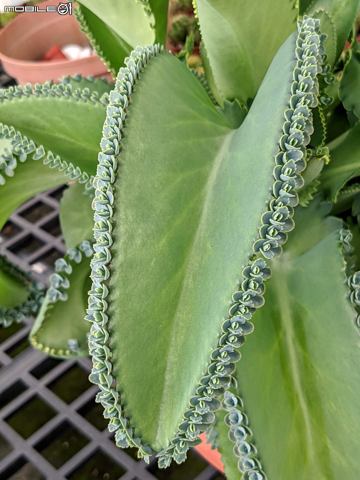 心花藝放 台南市歸仁七甲花卉園區 08/01