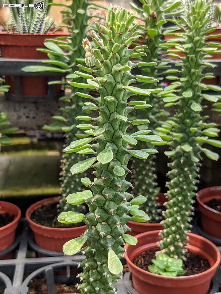 心花藝放 台南市歸仁七甲花卉園區 08/01