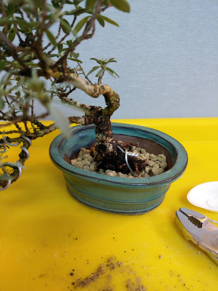 換盆流程(換盆前與換盆後差別)分享