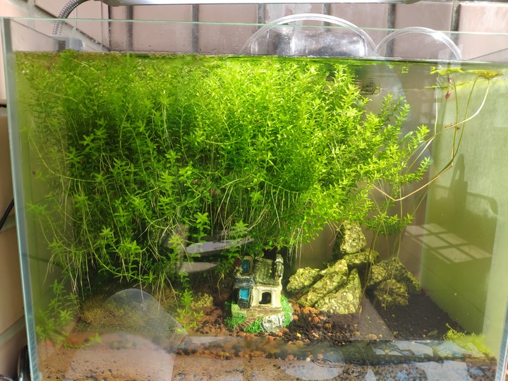 很難搞懂的水族~