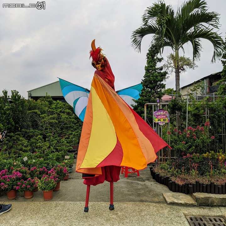心花藝放 台南市歸仁七甲花卉園區 08/01