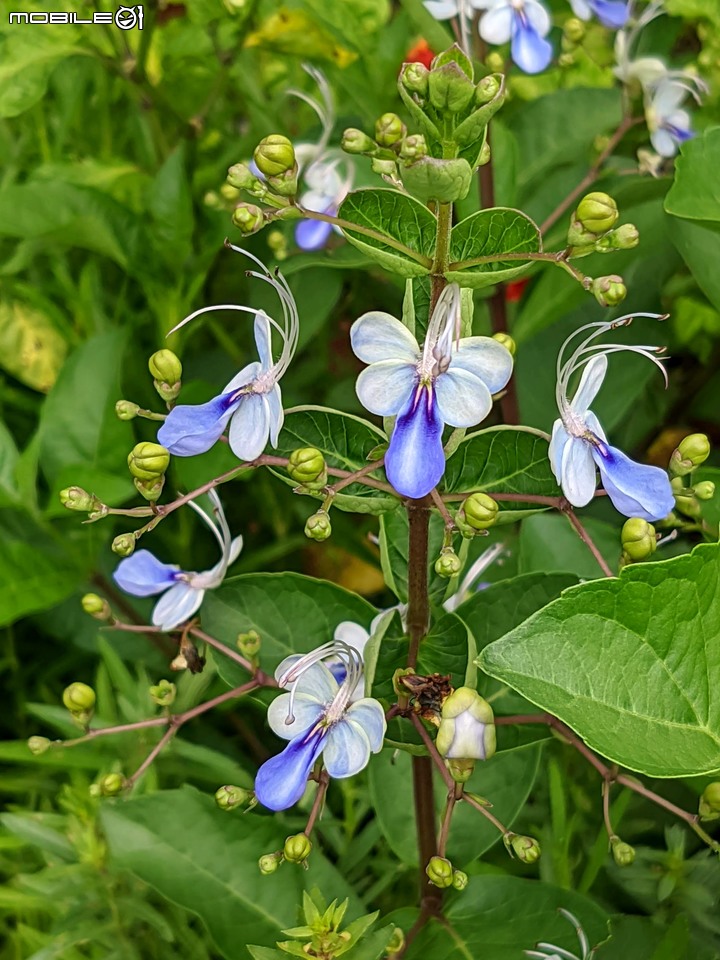 心花藝放 台南市歸仁七甲花卉園區 08/01