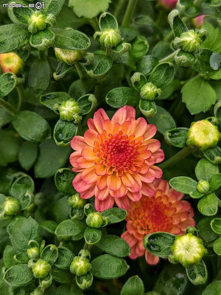 心花藝放 台南市歸仁七甲花卉園區 08/01