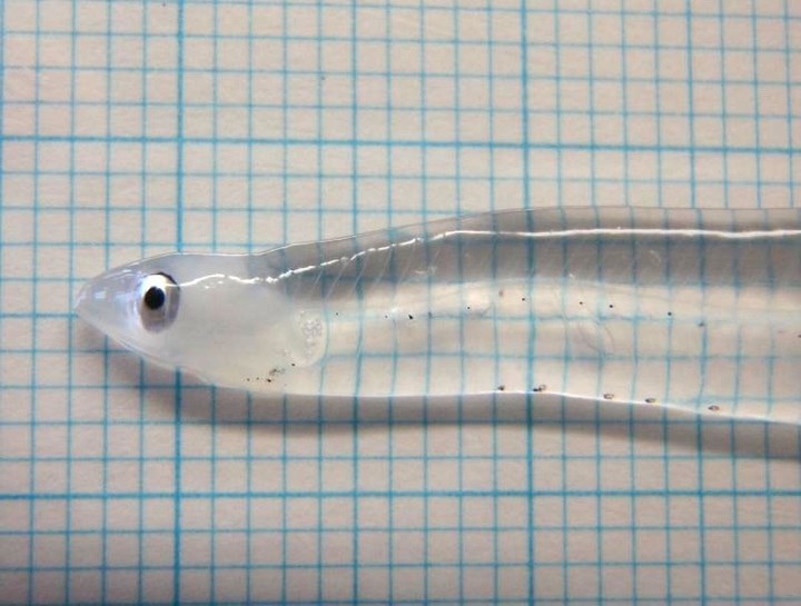 透明人隱形的配方成分中有沒有透明魚的基因?