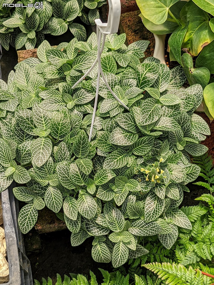 心花藝放 台南市歸仁七甲花卉園區 08/01