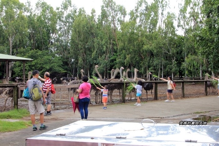 頑皮世界野生動物園。尋找隱身在草地裡的孔雀寶寶，還能近距離餵食水豚、迷你馬、羊駝......等小動物