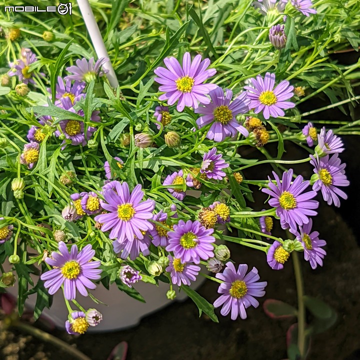心花藝放 台南市歸仁七甲花卉園區 08/01