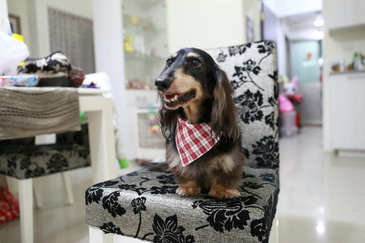 兌現承諾-說好的一人一犬露營去