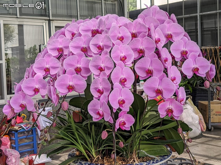 心花藝放 台南市歸仁七甲花卉園區 08/01